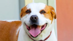 Das Bild zeigt einen Hund mit hellbraunem und weißem Fell hechelnd in Nahaufnahme 
