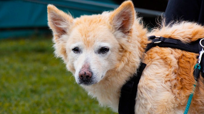 Mittelgroßer Hund mit spitzen Ohren und hellbraunem, flauschigen Fell steht auf einer Wiese und schaut in Richtung Kamera