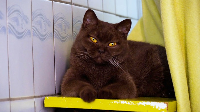 Braune Katze mit dichtem Fell liegt im Katzenzimmer auf einer gelben Ablage und schaut in Richtung Kamera