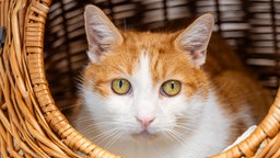 Kater mit rot-weißem Fell in Nahaufnahme 