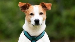 Hund mit weiß-braunem Fell in Nahaufnahme 