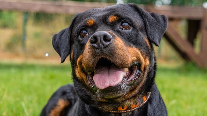 Schwarz-brauner Hund hechelnd in Nahaufnahme  