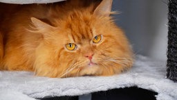 Kater mit rotem, langem Fell in Nahaufnahme 