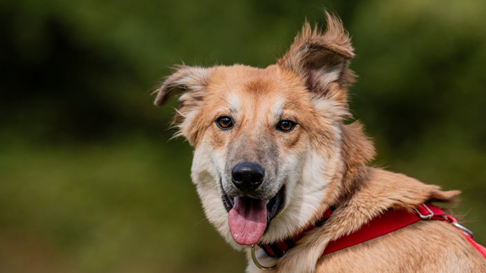 Hund mit hellbraunem Fell schaut hechelnd in die Kamera