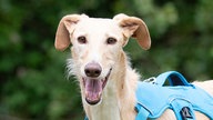Schmaler Hund mit weiß-beigefarbenem Fell in Nahaufnahme 