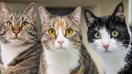 Zwei getigerte und eine schwarz-weiße Katze in Nahaufnahme 