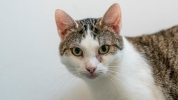 Katze mit weiß-getigertem Fell in Nahaufnahme 