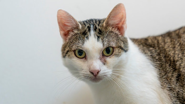 Katze mit weiß-getigertem Fell in Nahaufnahme 