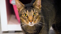 Braun-getigerte schöne Katze steht im Katzenzimmer und schaut in die Kamera