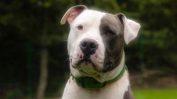 Hund mit hellgrau-weißem Fell mit schweizer Fleckung in Nahaufnahme 
