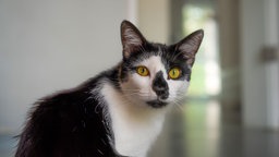 Das Bild zeigt eine Katze mit schwarz-weißem Fell und gelben Augen 