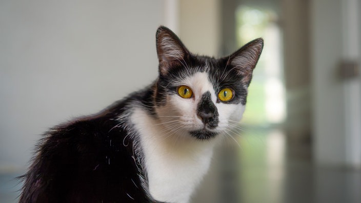 Das Bild zeigt eine Katze mit schwarz-weißem Fell und gelben Augen 