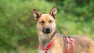 Hund mit hellbraunem Fell und rotem Geschirr in Nahaufnahme 