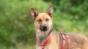 Hund mit hellbraunem Fell und rotem Geschirr in Nahaufnahme 