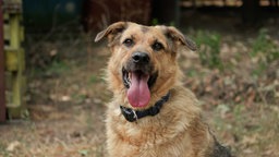 Hund mit beige-schwarzem Fell hechelnd in Nahaufnahme 