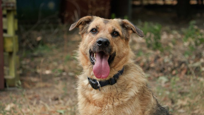 Hund mit beige-schwarzem Fell hechelnd in Nahaufnahme 