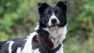 Großer schwarz-weißer Hund mit dichtem Fell in Nahaufnahme