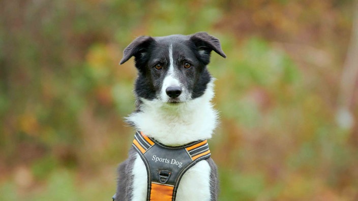 Schwarz-weißer Hund in Nahaufnahme 