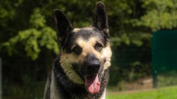 Hund mit hellbraun-schwarzem Fell hechelnd in Nahaufnahme 