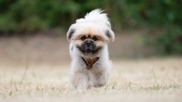Kleiner Hund mit beige-braunem, wuscheligem Fell auf einer Wiese 