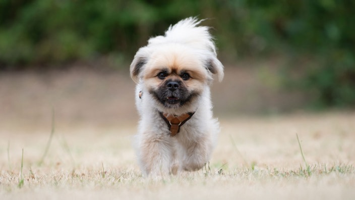 Kleiner Hund mit beige-braunem, wuscheligem Fell auf einer Wiese 