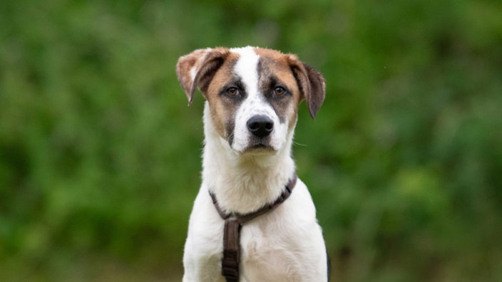 Hund mit weiß-braunem Fell in Nahaufnahme 