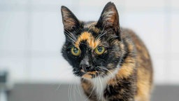 Schildpattfarbene Katze mit hellgrünen Augen in Nahaufnahme 