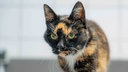 Schildpattfarbene Katze mit hellgrünen Augen in Nahaufnahme 