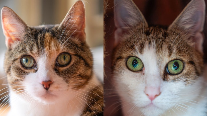Collage aus zwei weiß-getigerten Katzen 