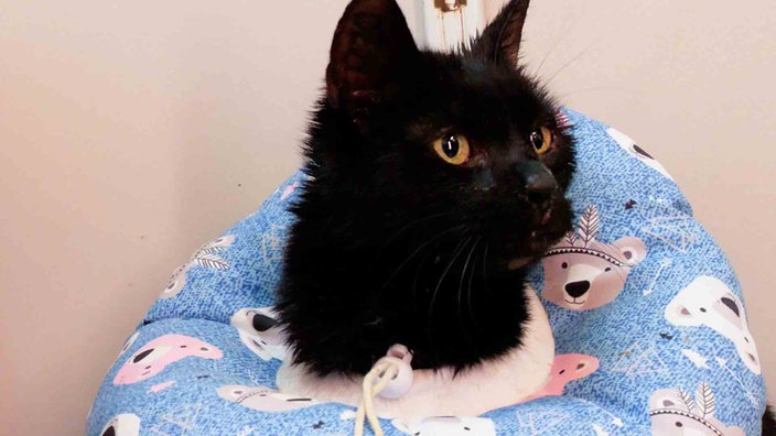 Katze mit schwarzem Fell liegt auf einem blau-gemusterten Kissen 