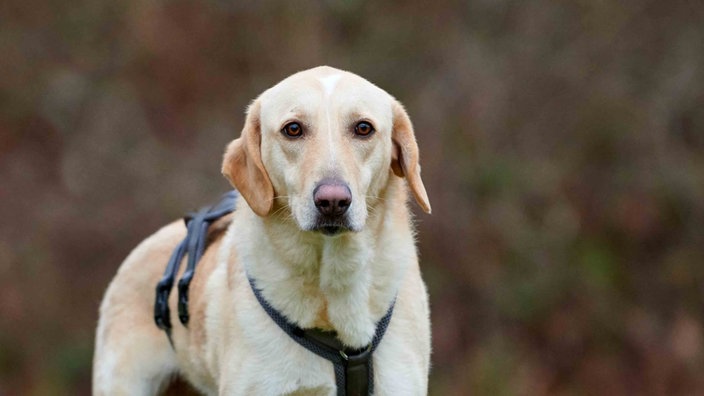 Hund mit hellem Fell und Schlappohren in Nahaufnahme
