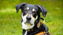 Hund mit schwarz-blondem Fell in Nahaufnahme 