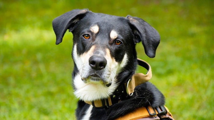 Hund mit schwarz-blondem Fell in Nahaufnahme 