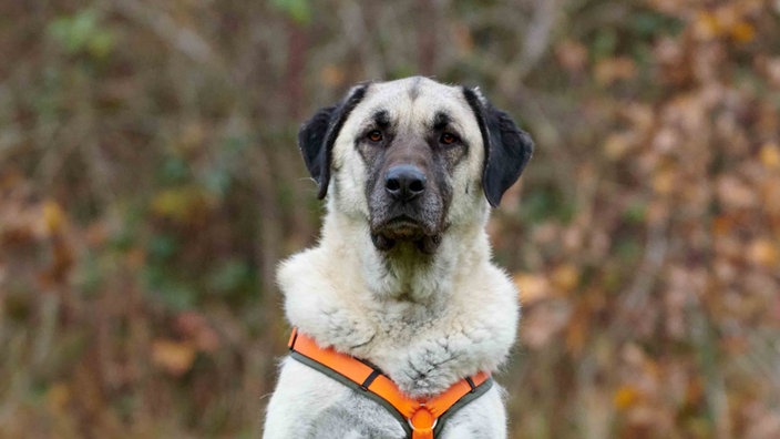 Großer Hund mit beigefarbenem Fell in Nahaufnahme 