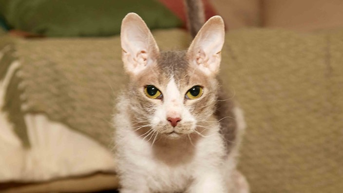 Katze mit grau-weißem Fell und gelben Augen in Nahaufnahme 