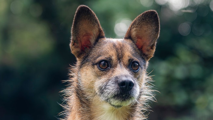 Hund mit braunem Fell in Nahaufnahme 