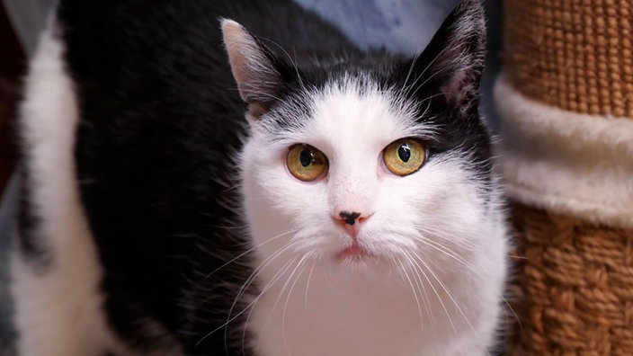 Katze mit weiß-schwarzem Fell in Nahaufnahme 