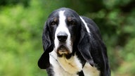 Hund mit schwarz-weißem Fell und Schlappohren in Nahaufnahme 