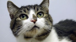 Getigert-weißer Kater in Nahaufnahme