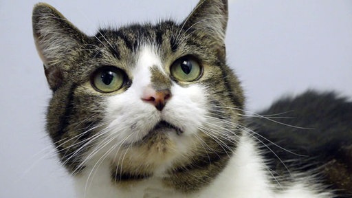 Getigert-weißer Kater in Nahaufnahme