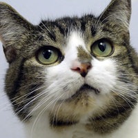 Getigert-weißer Kater in Nahaufnahme