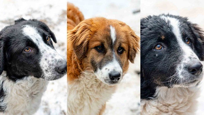 Eine Collage von drei Hunden auf einer mit Schnee bedeckten Wiese 