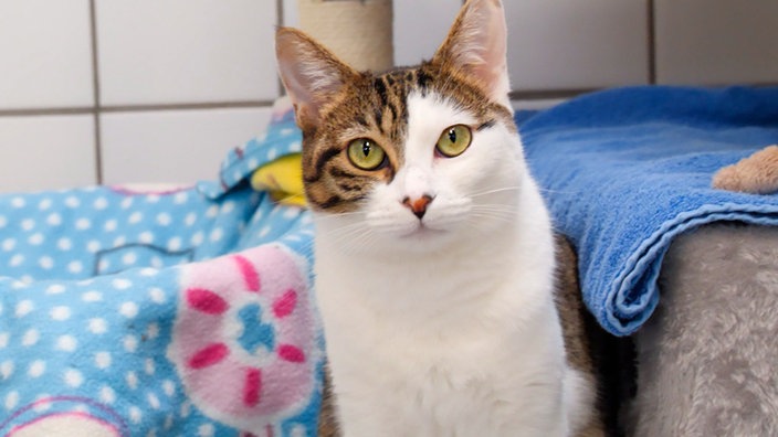 Weiße Katze mit getigerten Abzeichen schaut direkt in die Kamera