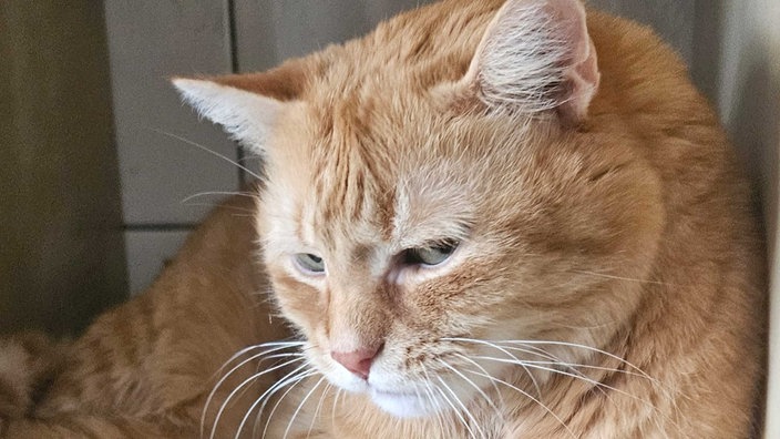Kater mit rot-getigertem Fell in Nahaufnahme 