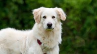 Hund mit weißem Fell in Nahaufnahme 