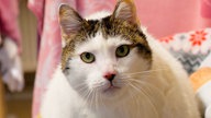 Weißer Kater mit braunen Ohren in Nahaufnahme