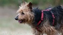 Schwarz-brauner mittelgroßer Hund mit wuscheligem Fell und rotem Geschirr in Nahaufnahme