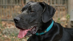 Hund mit schwarzem Fell in seitlichem Profil 