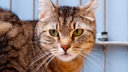 Katze mit getigertem Fell in Nahaufnahme 