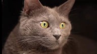 Graue Katze in Nahaufnahme 